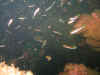 IMG_8473.jpg (216547 bytes)