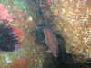 IMG_8514.jpg (374018 bytes)